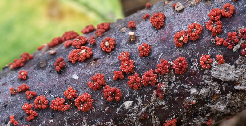 Nectria cinnabarina